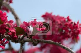 Find this pin and more on flower backdrop | floral background by shop pink flower wall at the 2015 wedluxe show photo via wedluxe, by artiese studios. Bright Pink Red Ornamental Peach Tree Flowers Fototapete Fototapeten Vegetation Flora Laub Myloview De