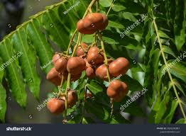 Image result for Lepisanthes