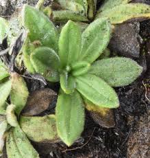 Image result for Athrixia