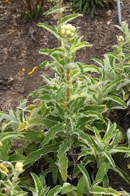 Image result for Helichrysum foetidum