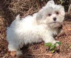 Formerly the spca of central florida, our goal is to provide compassionate and knowledgeable services for pets and to be leaders in innovative animal care and sheltering. Adoptable Dogs In Your Local Shelter Shelter Dogs Adoption Dog Adoption Pet Adoption