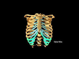 Ribcage Movement During Respiration Rib Cage Arthritis Support Movement