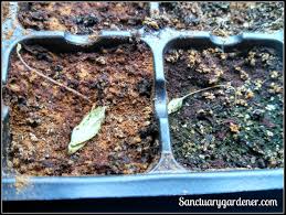 Image result for tomato seedling damping off