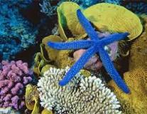 Resultado de imagen de LAS ESPONJAS