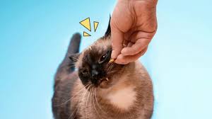We did not find results for: Jangan Abai 4 Penyebab Kucing Tidak Mau Makan Dan Cara Mengatasinya Orami