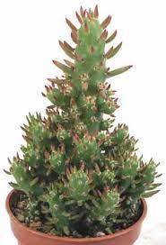 Growing in a 3 pot. More About Opuntia Subulata Opuntia Subulata Monstrose Is An Easy To Grow Form Of The Larger Tree Like Opuntia Subulata This Form Plant Design Plants Cactus