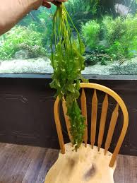Chris S Fish S Aponogeton Ulvaceus One Available Facebook Aponogeton ulvaceus are beautiful bulb plants that come from madagascar. aponogeton ulvaceus one