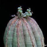 Image result for Euphorbia dawei