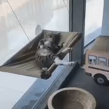 This cat window bed is a hanging bed that you can stick to your windows or walls. Window Mounted Cat Hammock Petites Paws