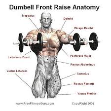 Dumbbell Front Raise Shoulder Workout Bodybuilding Workouts Shoulder Training