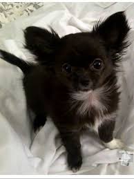 Apple Head Teacup Black Chihuahua Chihuahua Chihuahuas Chiwawa Puppies Puppy Dog Dogs Animal Animals Yorkshireterrierfacts Chihuahua Puppies Cute Chihuahua Baby Chihuahua