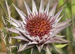 Image result for Macledium zeyheri