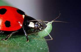 Biological control reduces the population of the pest but does not completely remove the pest. Ladybird Plantcare The Intelligent Garden
