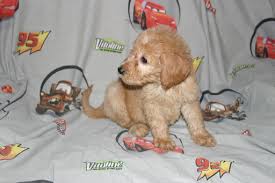 Goldendoodle litter of puppies for sale near arkansas, little rock, usa. Goldendoodle Puppies For Sale Singapore