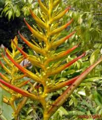 Image result for Cienfuegosia hildebrandtii