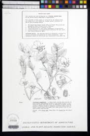 Image result for Coleotrype laurentii