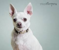 We are closed to the public on wednesdays. Adopt Hattie On Petfinder French Bulldog Mix Pet Adoption Animals