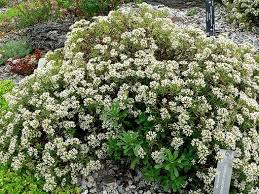 Image result for Crassula sarcocaulis
