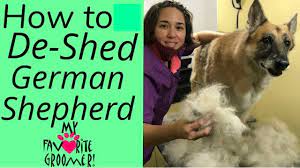 Essential german shepherd ownership tips on making your dog happy, healthy, and obedient. How To Brush And Deshed A German Shepherd Youtube