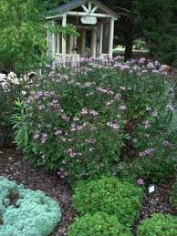 Image result for Cleome