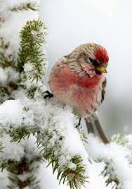 Winterbilder tiere als hintergrundbild : Winter Vogel Als Haustiere Vogel Fotos Ausgestopftes Tier