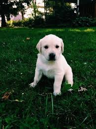 A german shepherd and lab mix (the so called german sheprador) can be quite unpredictable, as you can expect from any other combination between two different breeds. Martha The Beautiful Yellow Lab And White German Shepherd Mix White German Shepherd German Shepherd Mix Australian Shepherd