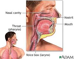The sinus, or nasal cavity, serves to lighten the skull, to produce mucus, to warm and moisturize air breathed in through the nose and to serve as a chamber in which speech resonates. Upper Respiratory Tract Medlineplus Medical Encyclopedia Image