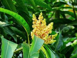 Maybe you would like to learn more about one of these? Ragam Manfaat Daun Mangga Untuk Kesehatan Priangantimur News