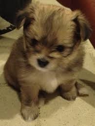 Black And Brown Pomeranian Price In India Pomeranian And Shih Tzu Puppy Puppies Shih Tzu Puppy Getting A Puppy