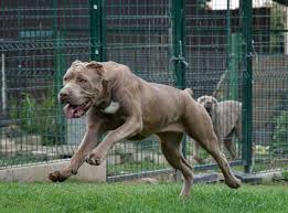 Loyal, obedient and protective with those guard dog instincts. Get To Know The American Bandogge Aka Bandog A Regal Beast Animalso