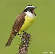 Birds Of Southeast Texas Bird Photography 5 Steps To Help You Get Started Bird Photography Birding Trips Bird