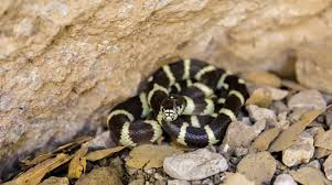Underground reptiles supplies some of the best kingsnakes for sale including yumas, scarlets, mosaics, brooks and more. Full List Of California King Snake Morphs Embora Pets