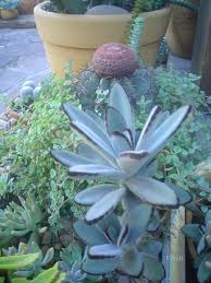 Kalanchoe Cactos E Suculentas Misturinha Fina Cactos E Suculentas Suculentas