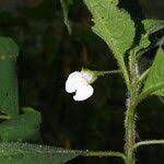 Image result for Impatiens burtonii