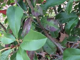 Photinias are large shrubs that were once used for tall hedging here in the south. Does This Photinia Have Black Spot