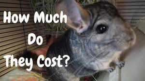 Maybe you would like to learn more about one of these? How Much Do Chinchillas Cost Youtube