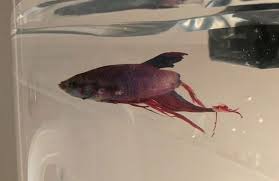 Woman Buys Fish Rotting Away At Walmart Cant Believe Her Eyes 4 Weeks Later Uncategorized 605 Page Fish Argo Fish Tail Rotten Fish Rot Betta Fish Buy Fish Fish