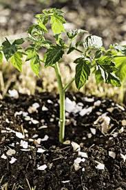 I remember the first time i put coffee grounds in my composter, the next week it the study was only conducted on certain vegetables such as cucumbers, tomatoes, beans and spinach under. Why Saving Coffee Grounds And Egg Shells Is A Must For Gardeners