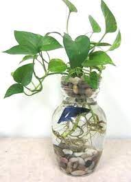 Pin By Eka On Diy Fish Plants Fish Vase Fish Tank Plants