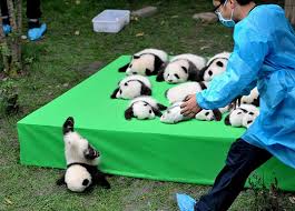Animal fails ★ the best funny animals fails 2015 & 2016 on the internet! 58 Of The Funniest Animal Fails Ever Bored Panda