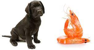 Can Dogs Eat Shrimp Safely When It S Cooked Shelled Or Raw