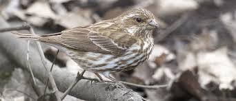 Gray finch bird song beautiful grey finch (serinus leucopygius) chirping with water sounds. Purple Finch American Bird Conservancy