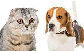 Look for a place, say a yard, and bring some treats with you. How To Stop Dog Aggression Towards Cats 4 Tips