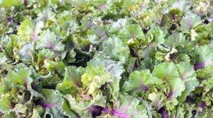 Like many seeds, sunflower seeds can be made to sprout in order to produce a healthy source of nutrients. Flower Sprouts Oder Kalettes Das Ultimative Wintergemuse Miomente Entdeckermagazin