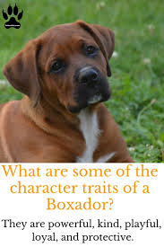 Black And Tan Lab Mix Puppy Boxador A Boxer Labrador Mix Labrottie Com Boxer Lab Mix Puppies Boxer Labrador Mix Lab Mix Puppies