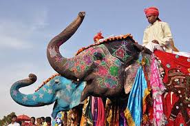 Image result for indian elephant