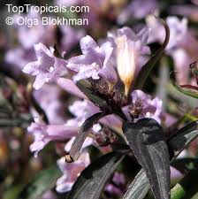 Image result for Strobilanthes anisophylla