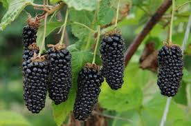 Blackberry trees and bushes for sale. Fruit Columbia Giant Blackberry Botanix Garden Centre