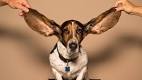 Five Great, Calm Dog Breeds | PetHelpful