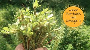 Wilder Portulak Wildkraut Mit Omega 3 Am Wegesrand Youtube